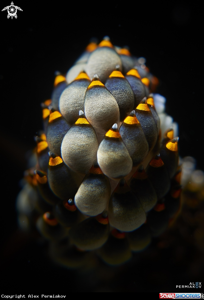 A Nudibranch