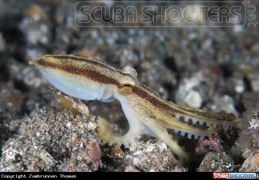 A Mototi Octopus 