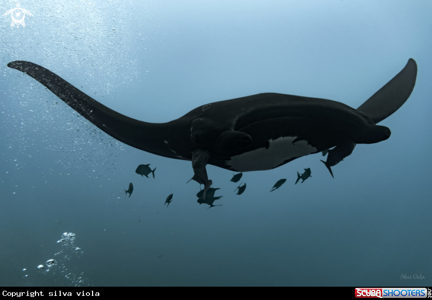 A Giant Oceanic black-morph Manta