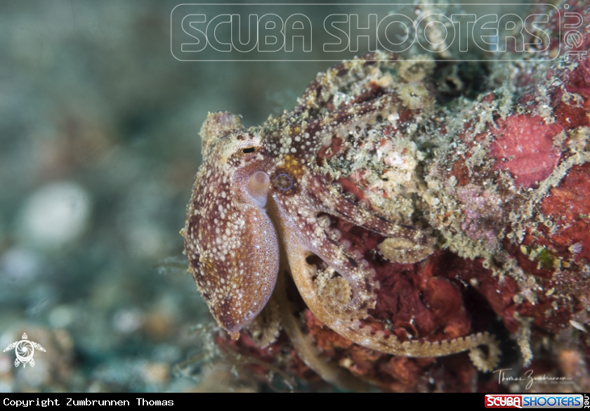 A Mototi Octopus 