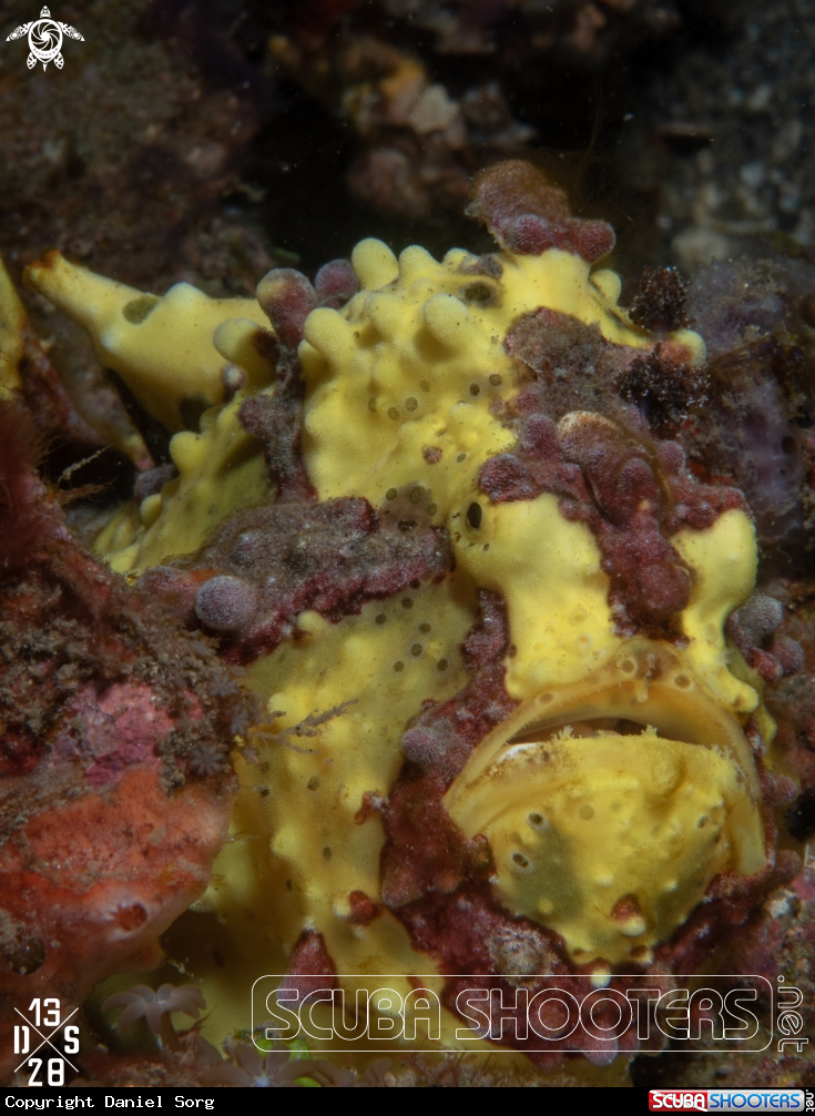 A Lembeh Strait
