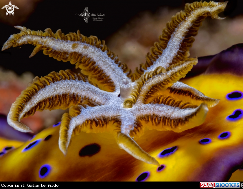 A Nudibranch