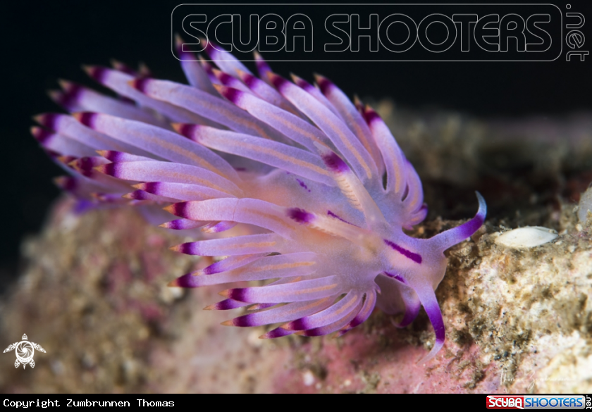 A Nudibranch 