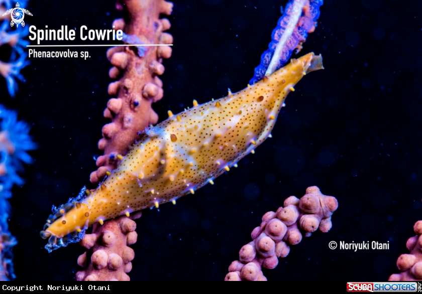 A Spindle Cowrie