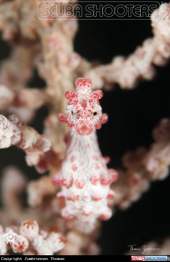 A Pygmy Seahorse Bargibanti