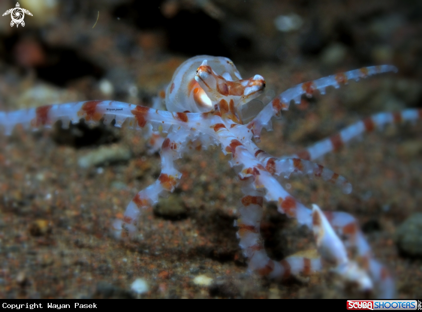 A wonderpus octopus