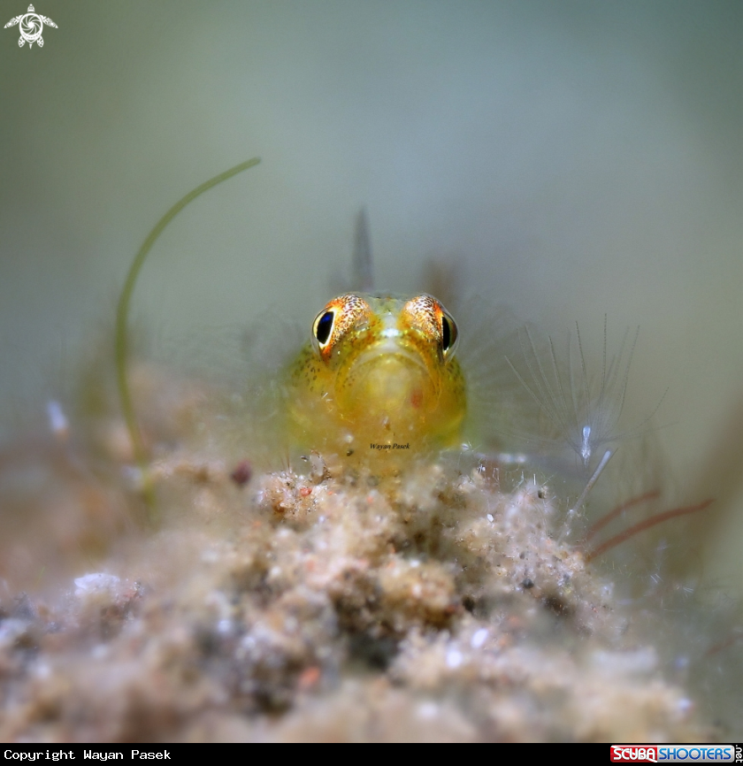 A Goby