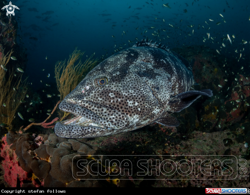 A Malabar Grouper