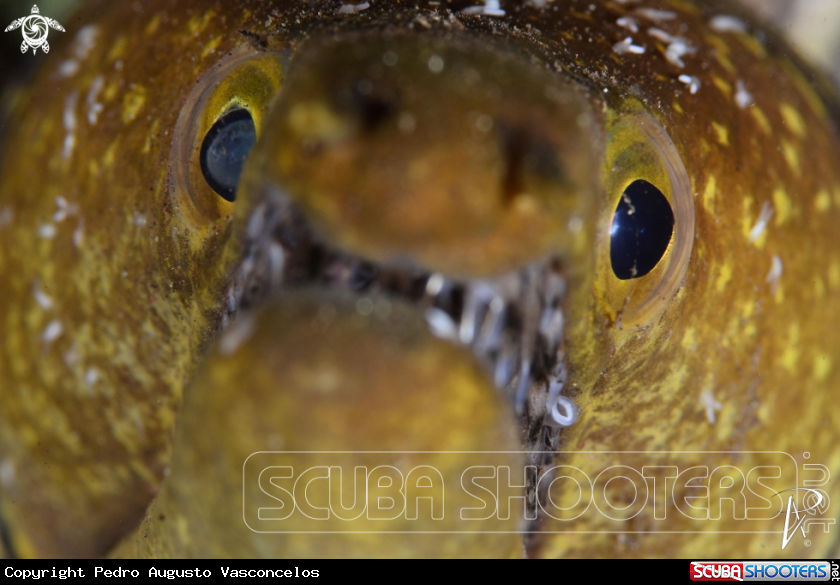 A Moreia Serpente