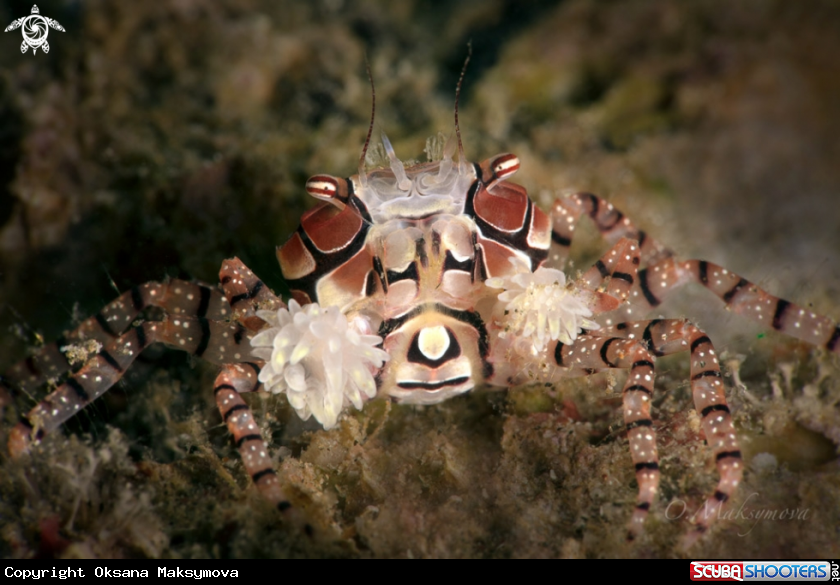 A Boxer crab (Lybia tessellata) 