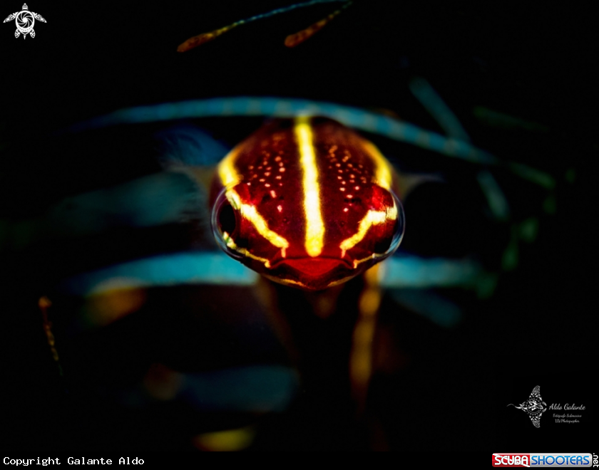 A Doubleline clingfish