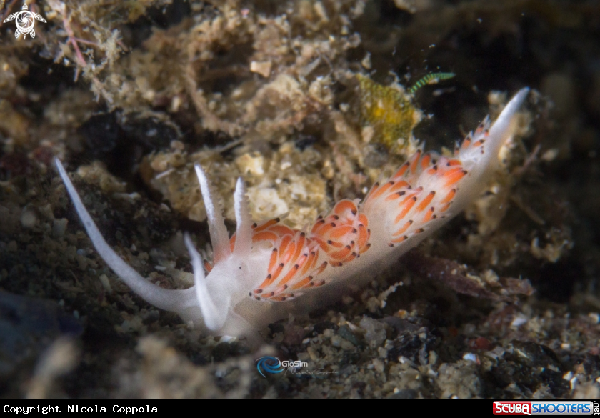 A Facelina quatrefagesi