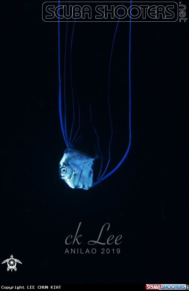A Blackwster dive