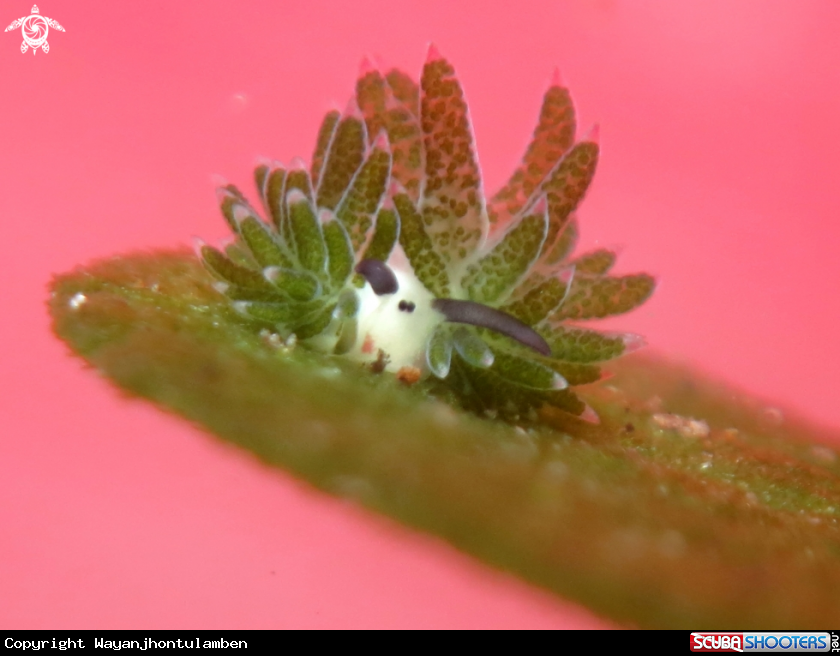 A Sheap Nudi