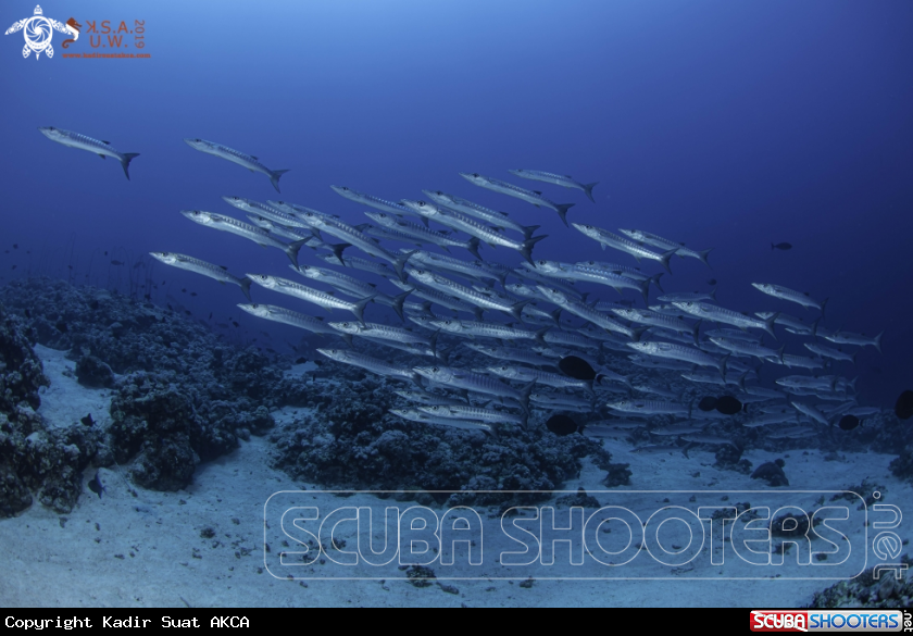 A BARRACUDAS