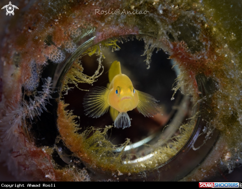 A Yellow pygmy goby