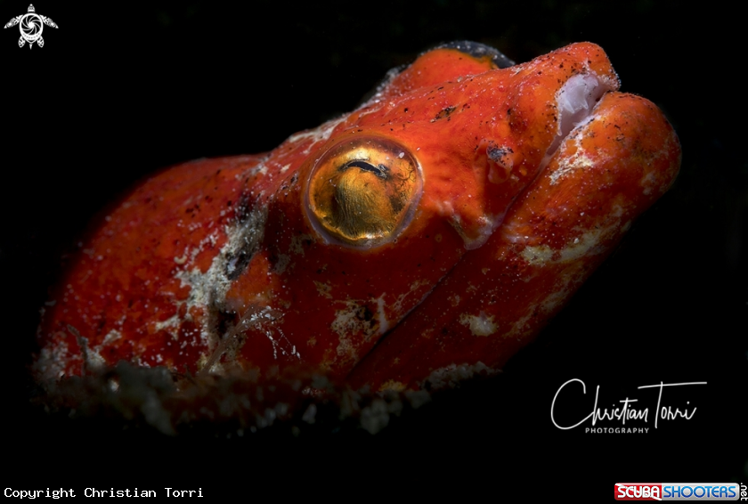 A snake eel