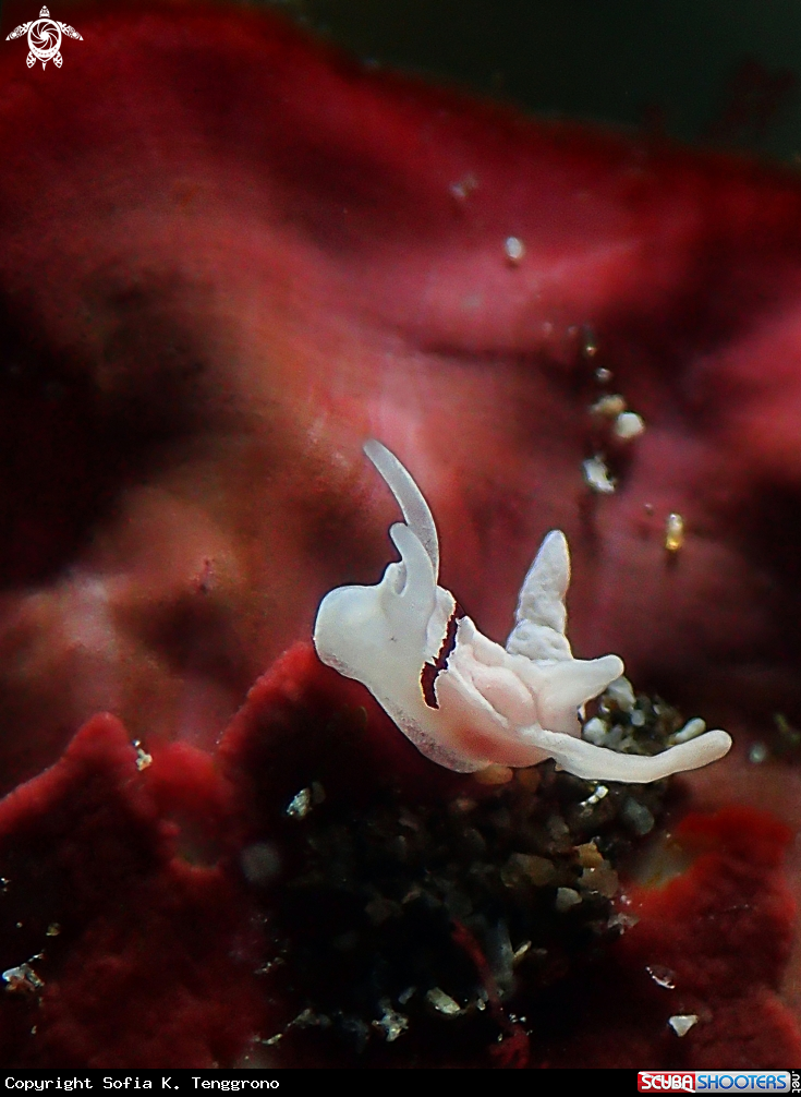A Nudibranch