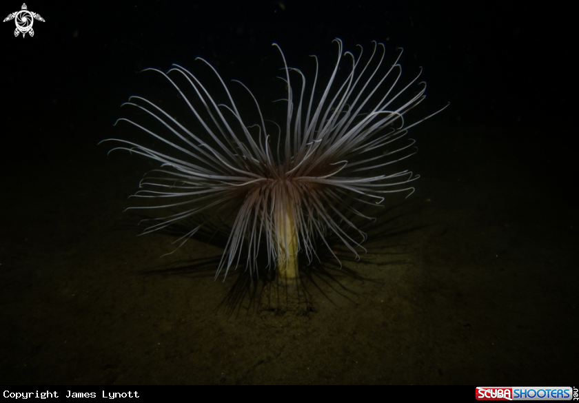 A Fireworks Anemone