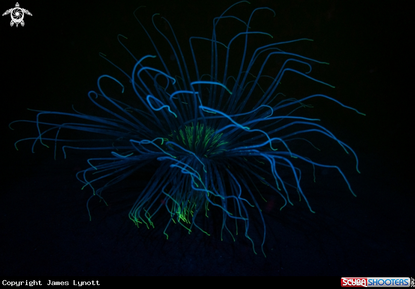 A Fireworks Anemone