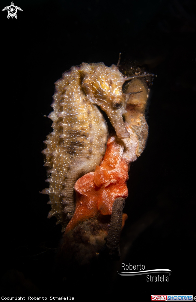A Seahorse