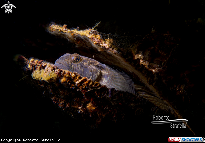 A Pinna nobilis 