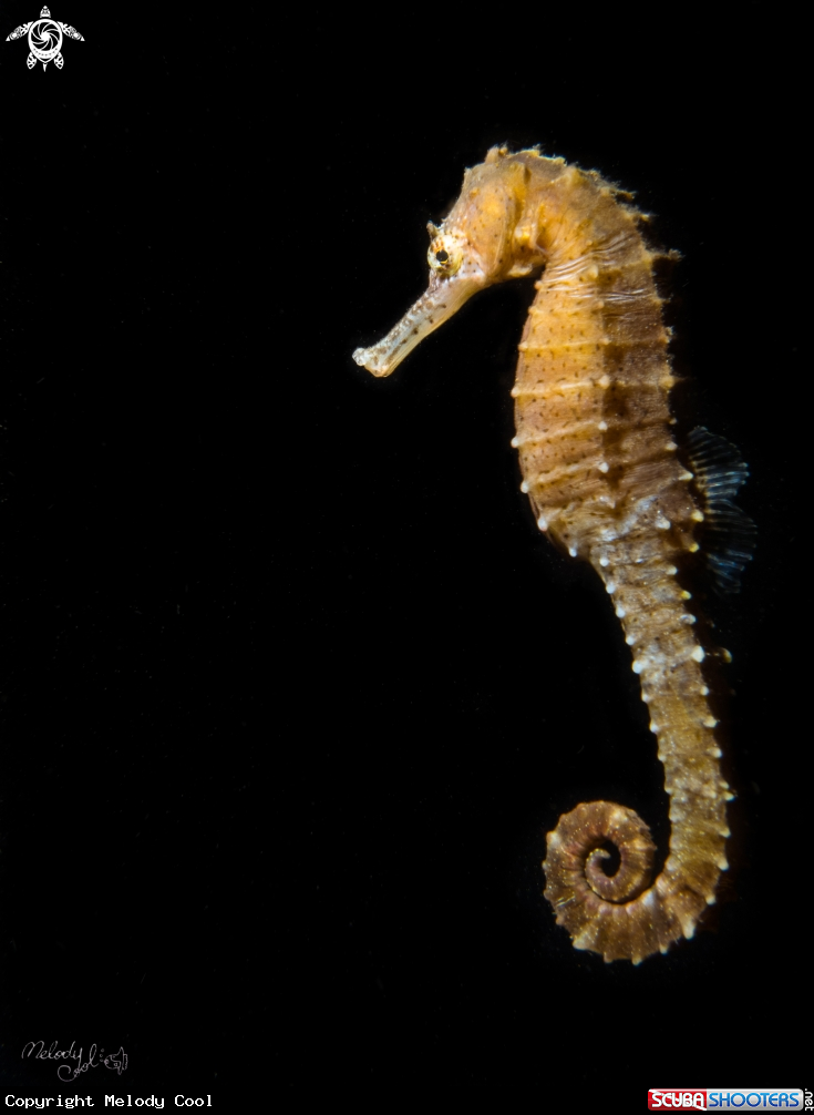 A sea horse