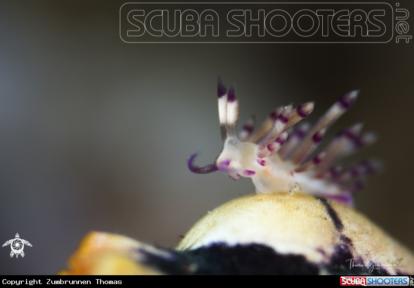 A Nudibranch 
