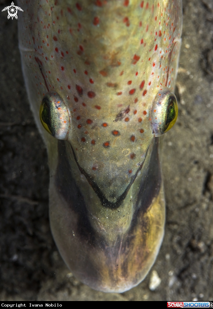 A East Atlantic peacock wrasse