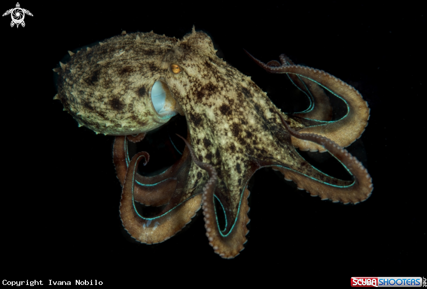A octopus