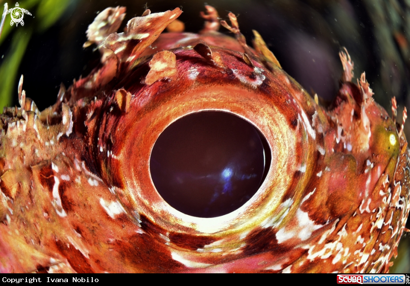 A Scorpion fish