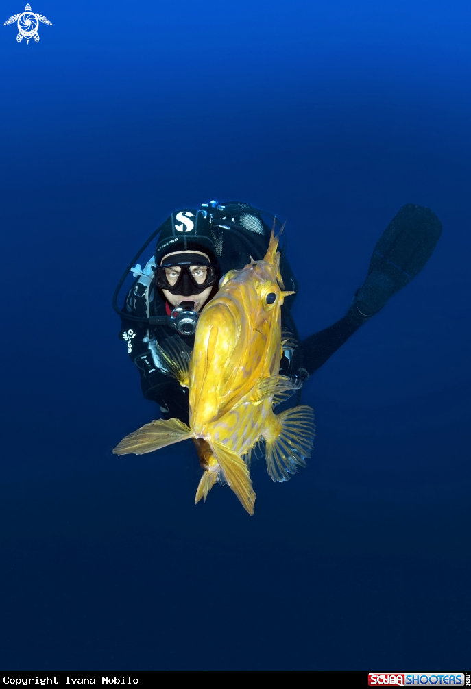 A St. Pierre Fish