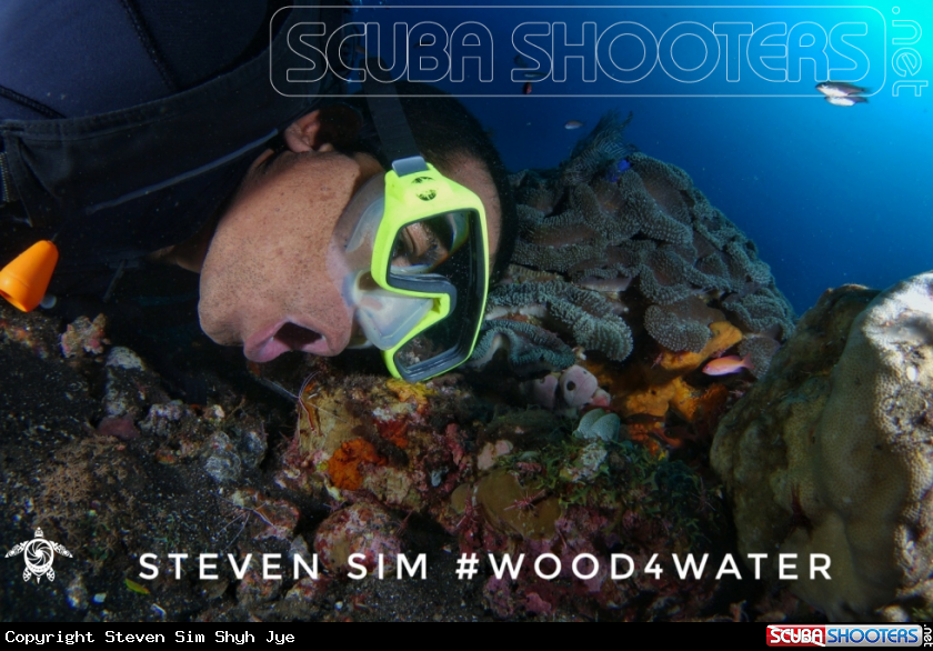 A Cleaner shrimp