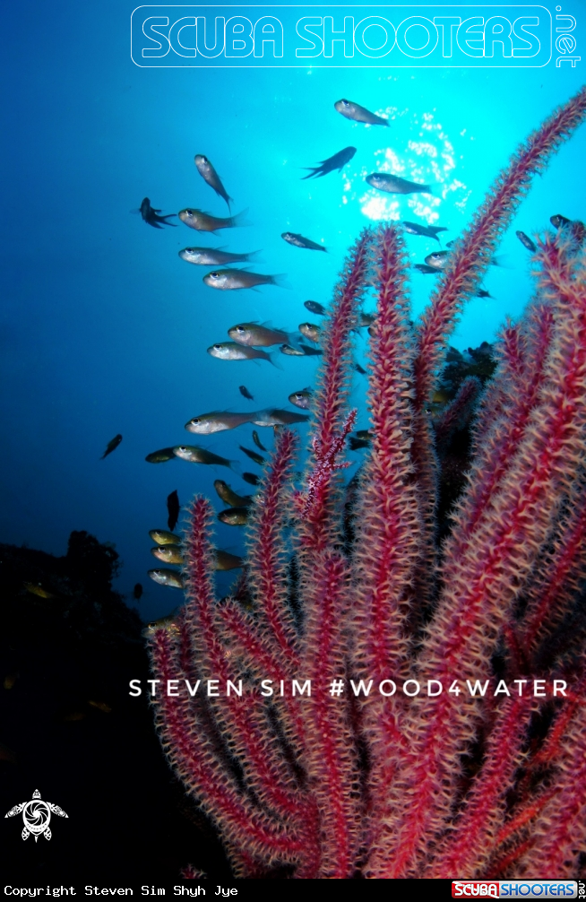 A Ghost pipefish