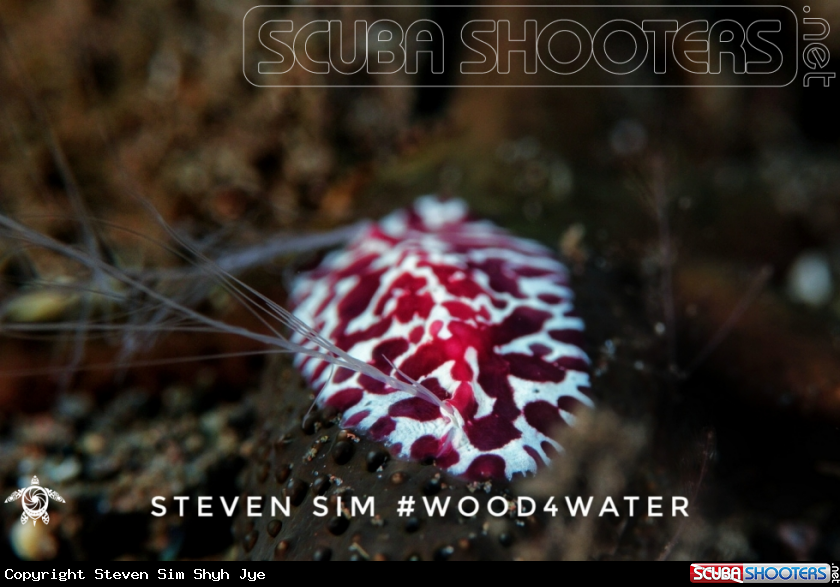 A Nudi