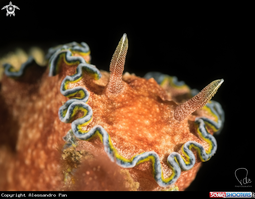 A Glossodoris cincta