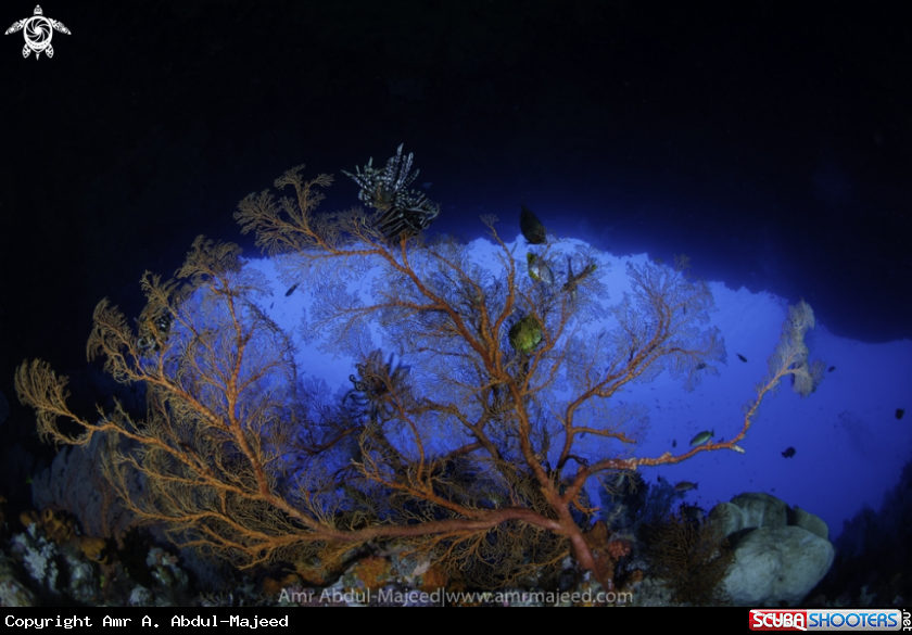 A sea fan