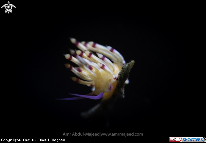 A Flabellina