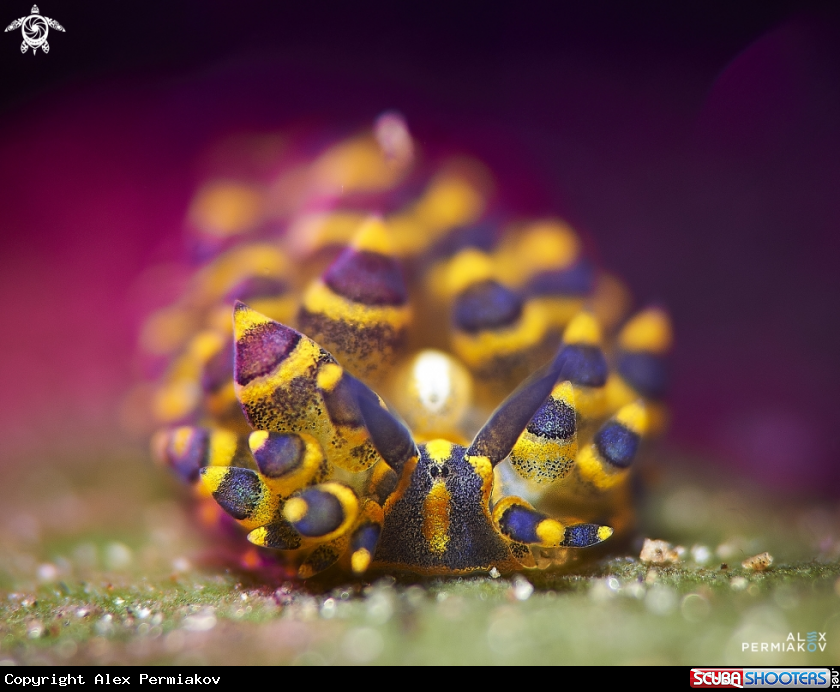 A Nudibranch