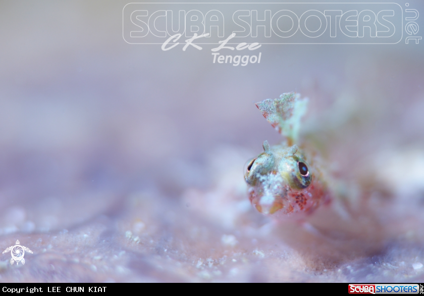 A synchiropus sp