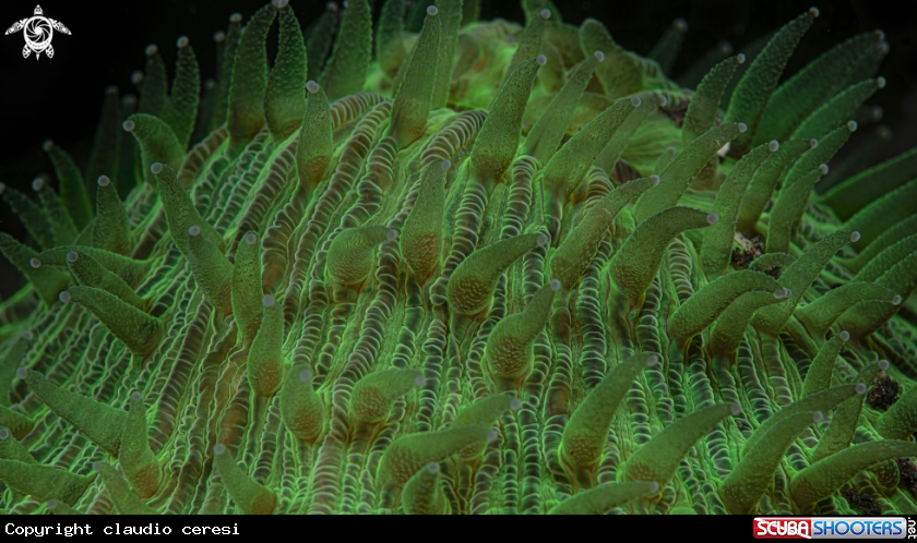 A coral 