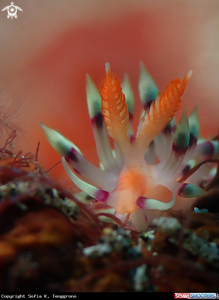 A Nudibranch