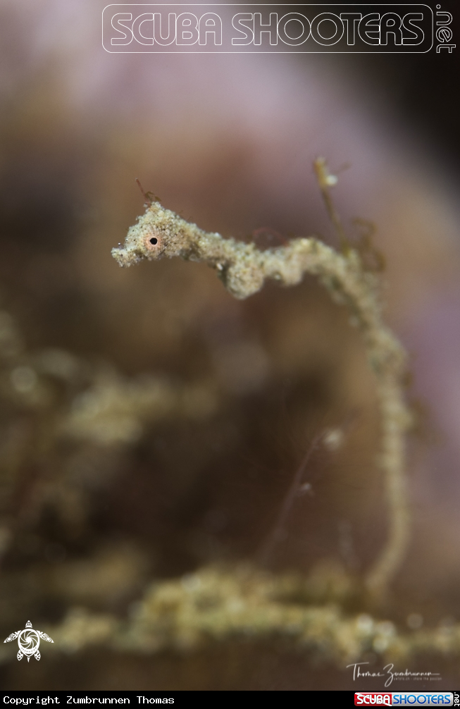 A Lembeh Sea Dragon 