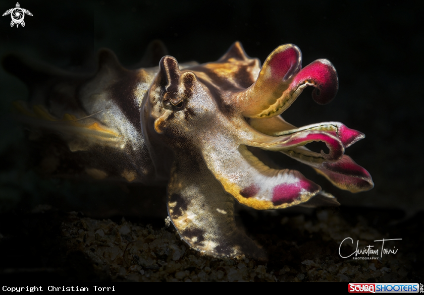 A flamboyant cuttlefish
