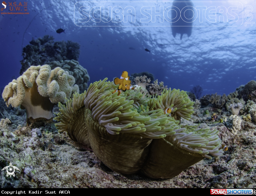 A CLOWN FISH AND ANEMON