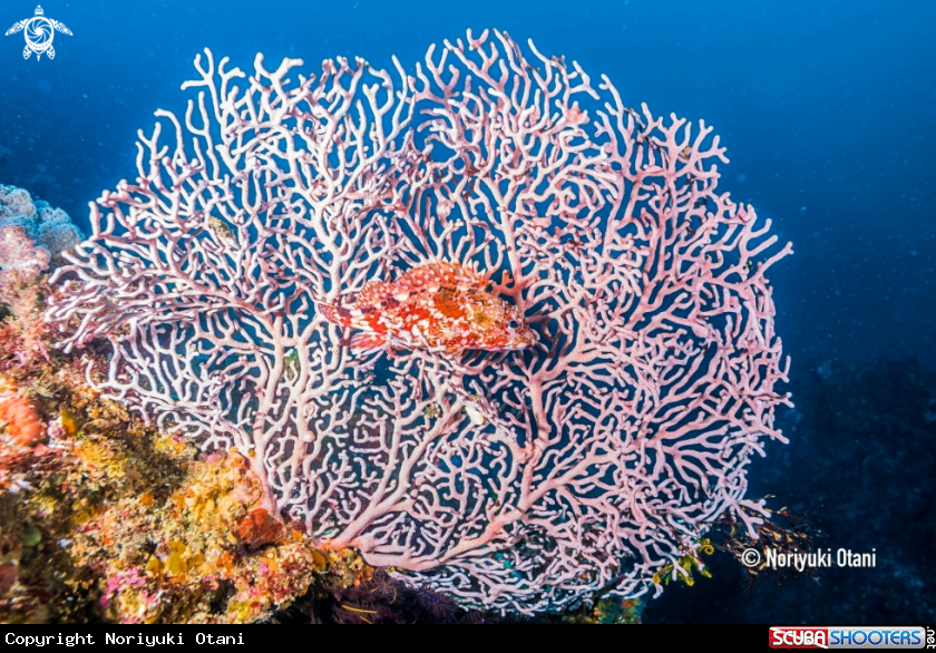 A Marbled rockfish 