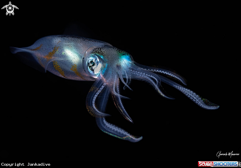 A Squid