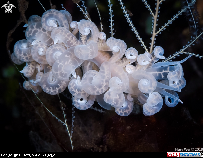 A Nudibranch