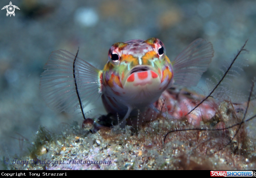 A Redspotted sandperch