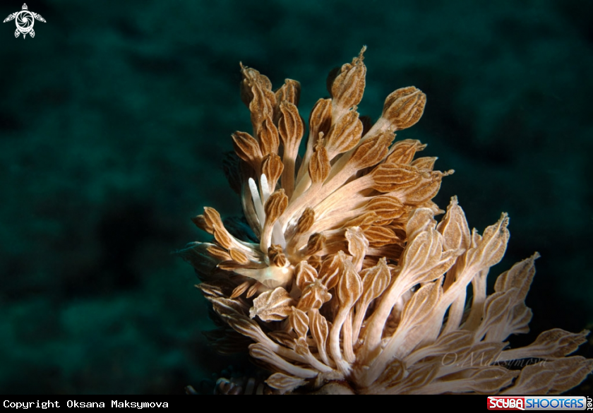 A Nudibranch Phyllodesmium rudmani